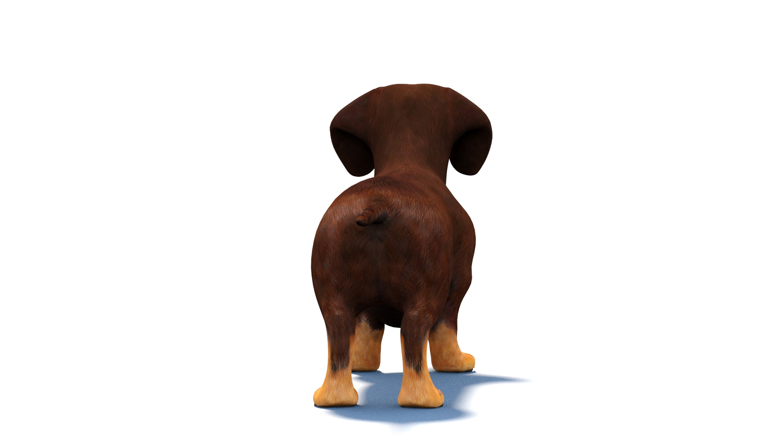 Animated Dachshund Dog 3D Model 360° view 1 frame 15