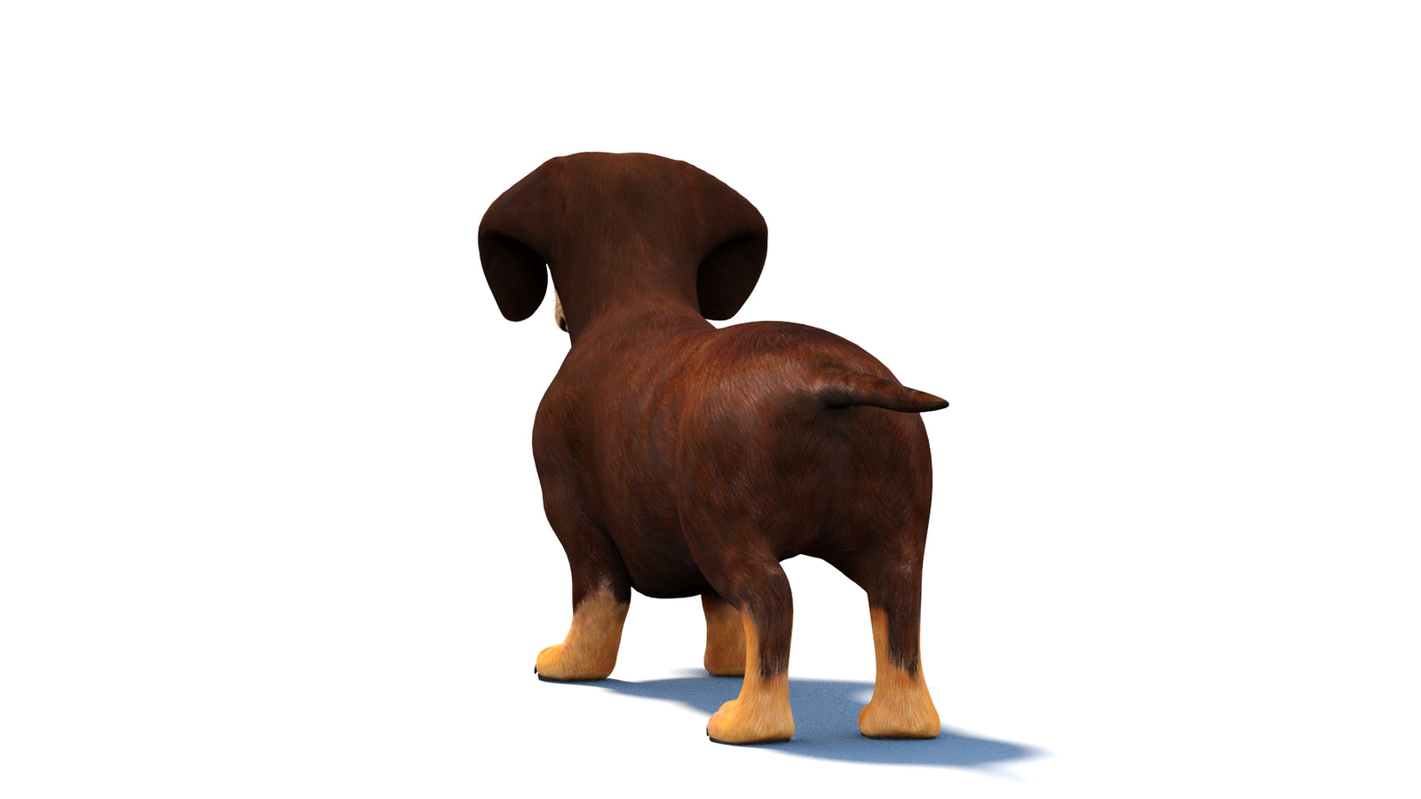 Animated Dachshund Dog 3D Model 360° view 1 frame 17