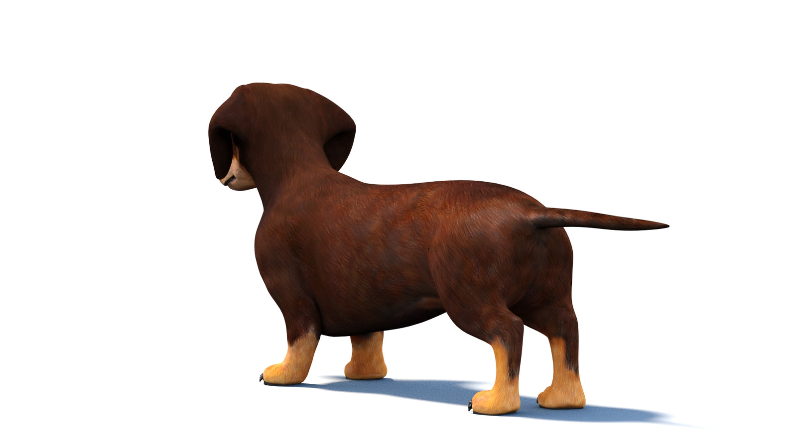 Animated Dachshund Dog 3D Model 360° view 1 frame 19