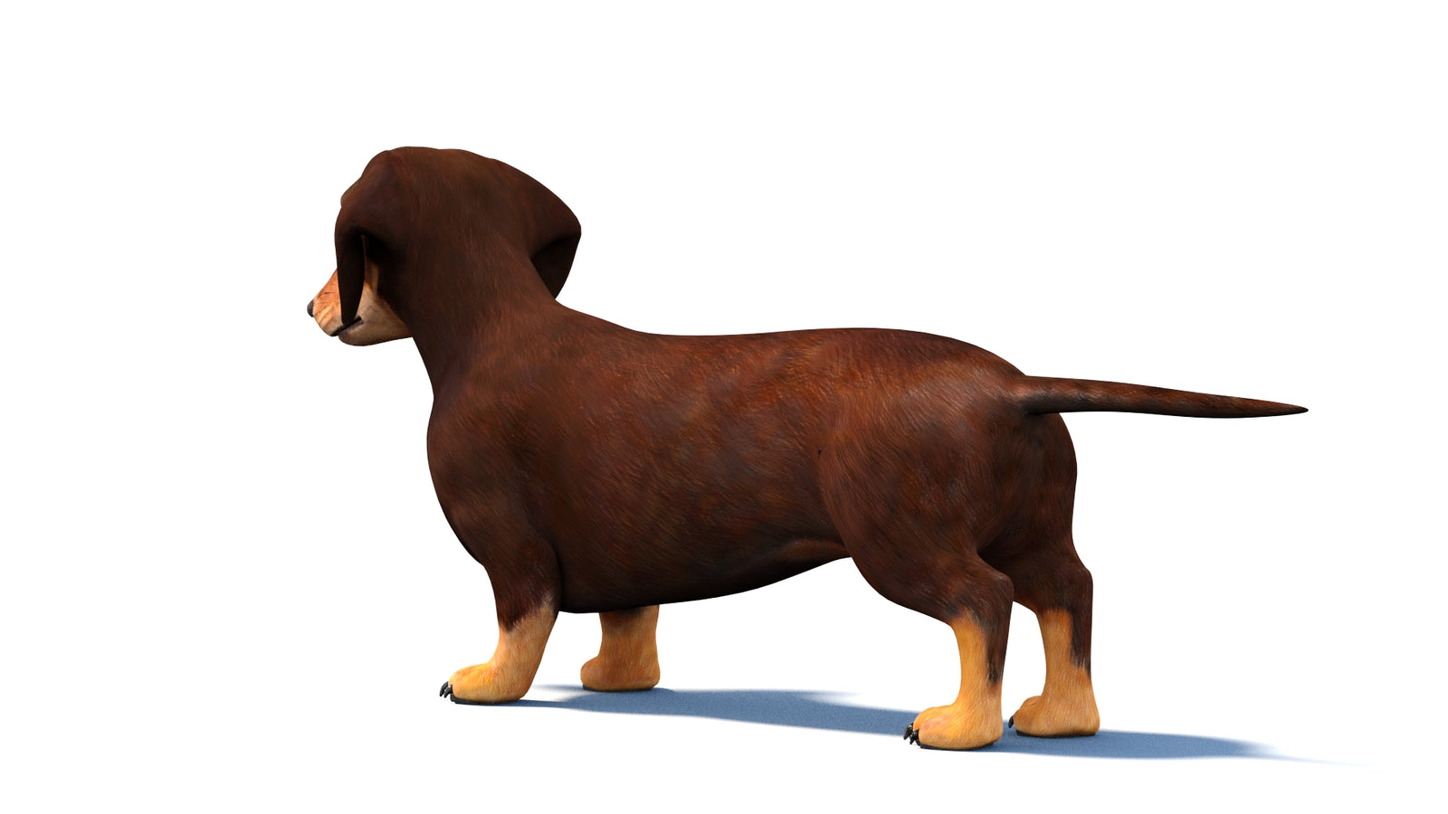 Animated Dachshund Dog 3D Model 360° view 1 frame 20