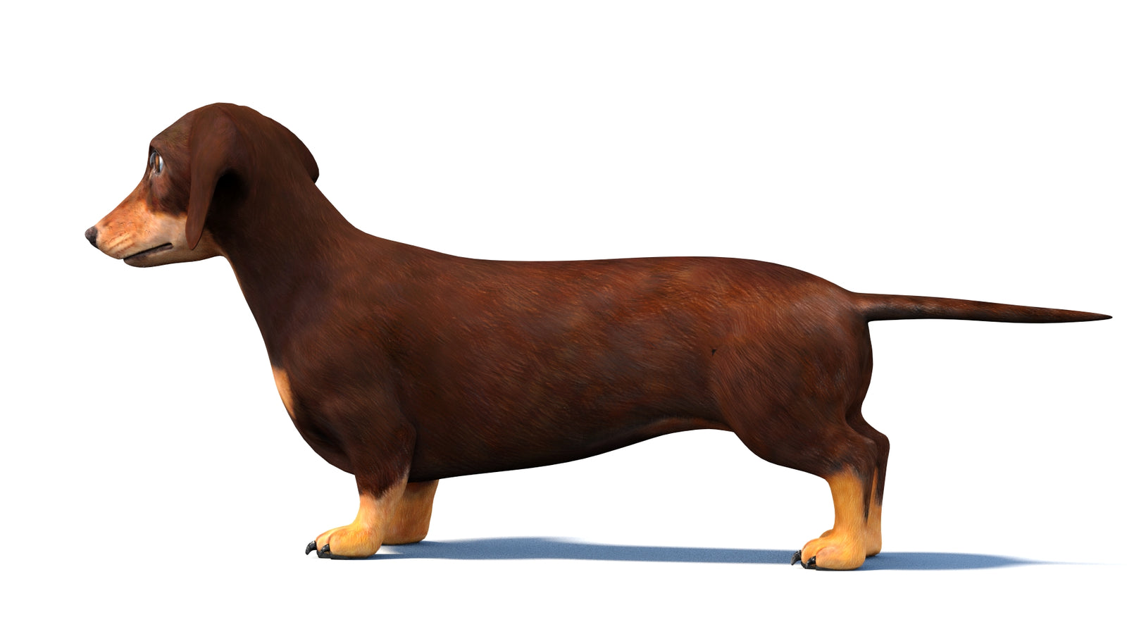 Animated Dachshund Dog 3D Model 360° view 1 frame 23
