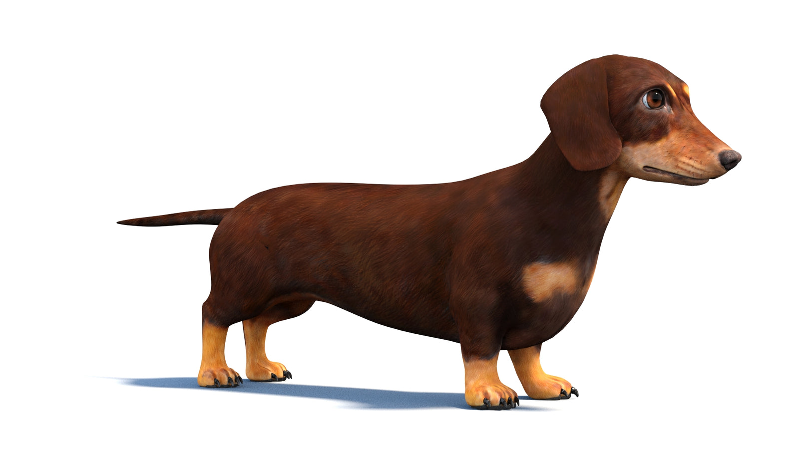 Rigged Dachshund Dog 3D Model 360° view 1 frame 3
