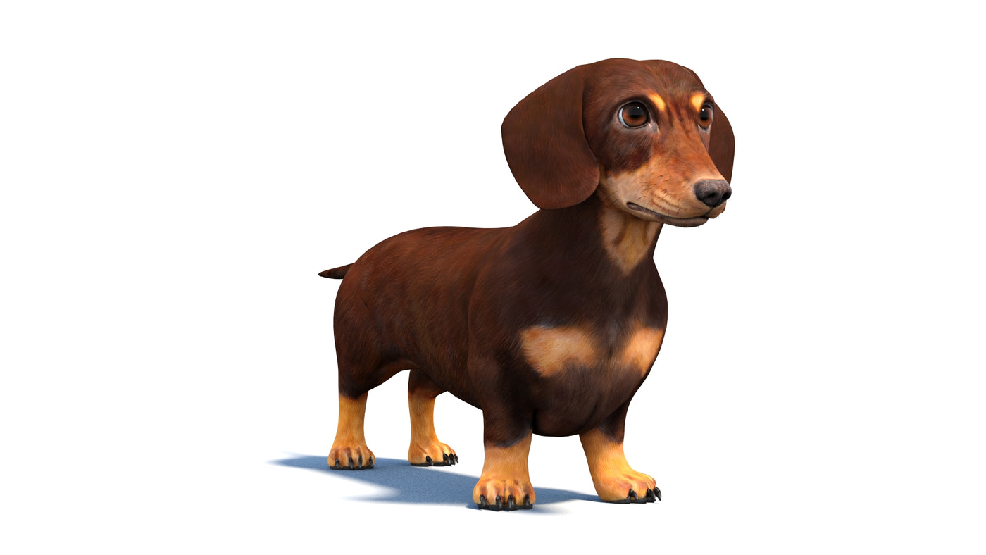 Animated Dachshund Dog 3D Model - 360 Degree View