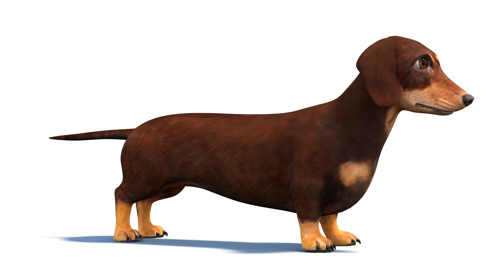Rigged Dachshund Dog 3D Model 360° view 1 frame 4
