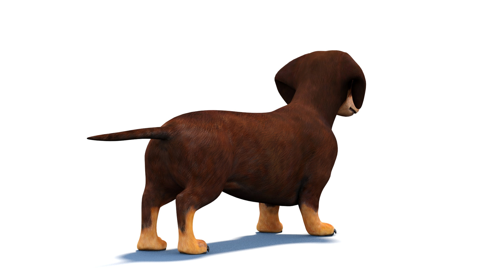 Rigged Dachshund Dog 3D Model 360° view 1 frame 12
