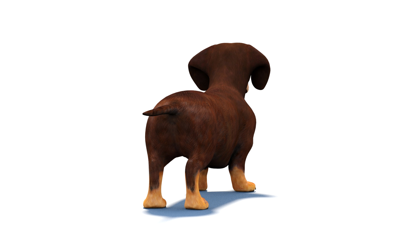 Rigged Dachshund Dog 3D Model 360° view 1 frame 14
