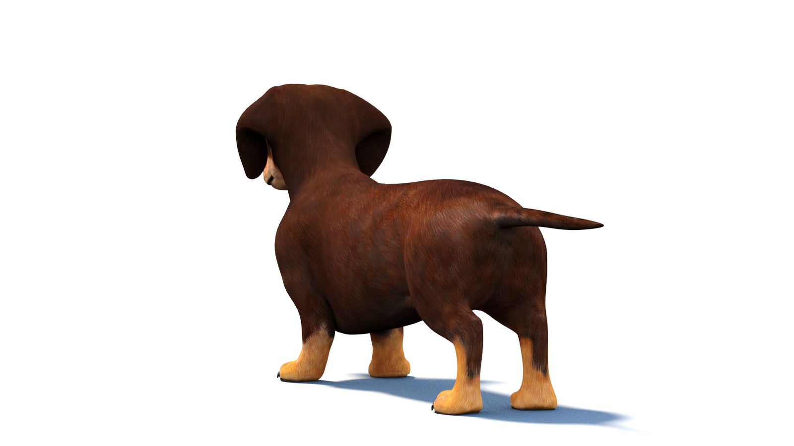 Rigged Dachshund Dog 3D Model 360° view 1 frame 18