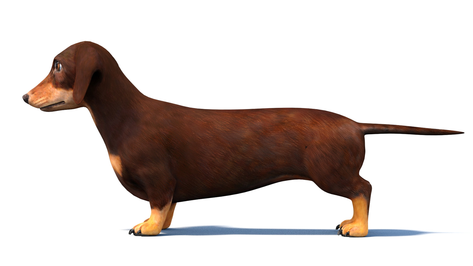 Rigged Dachshund Dog 3D Model 360° view 1 frame 24