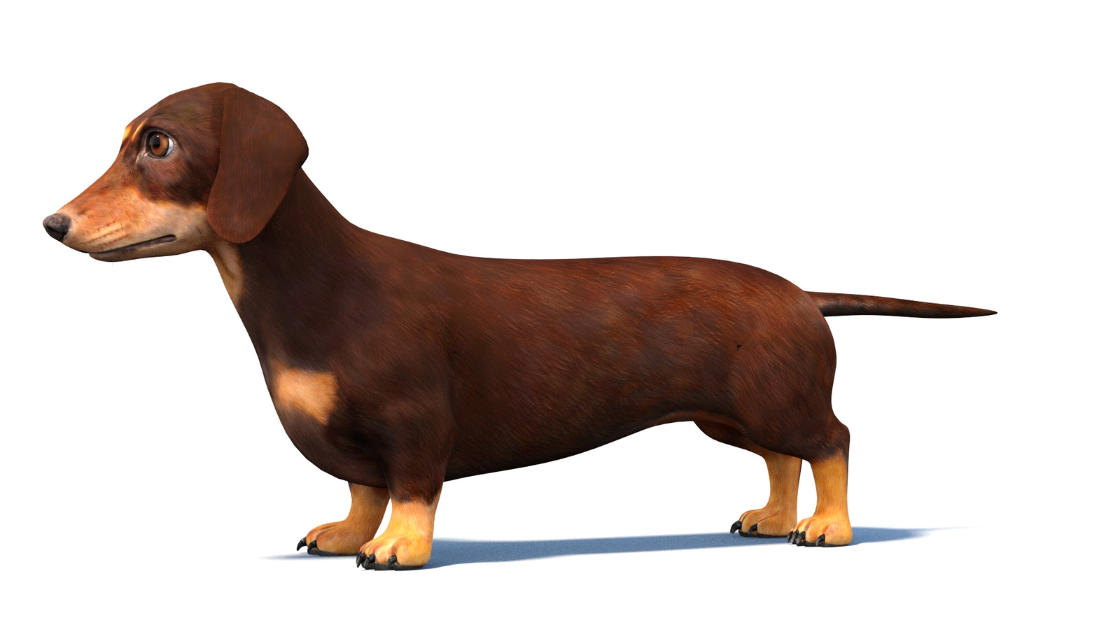 Rigged Dachshund Dog 3D Model 360° view 1 frame 27