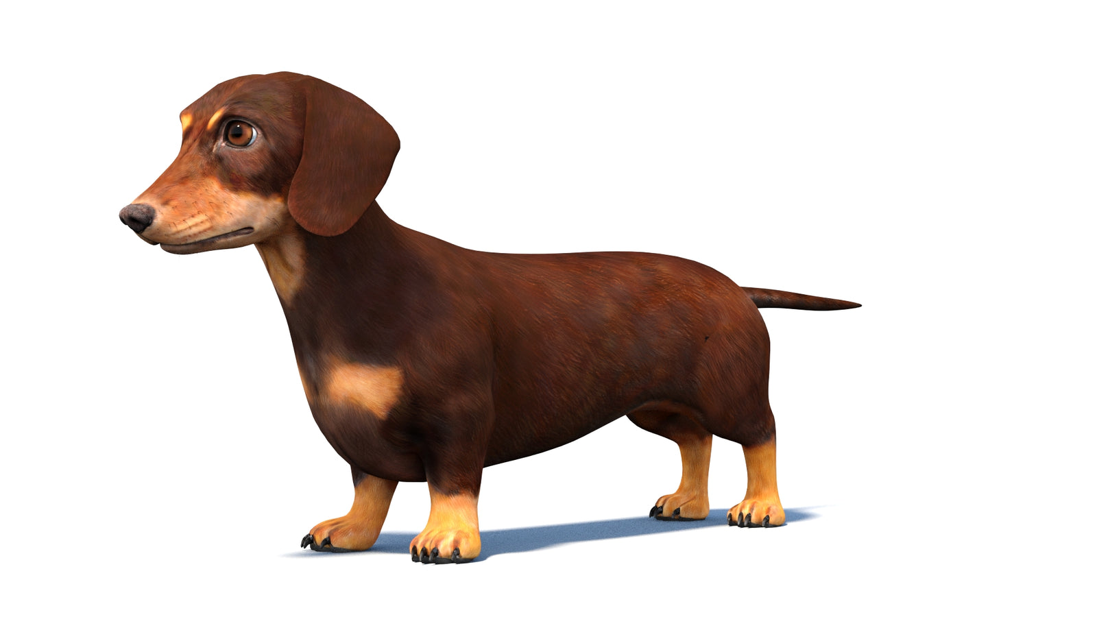 Rigged Dachshund Dog 3D Model 360° view 1 frame 29
