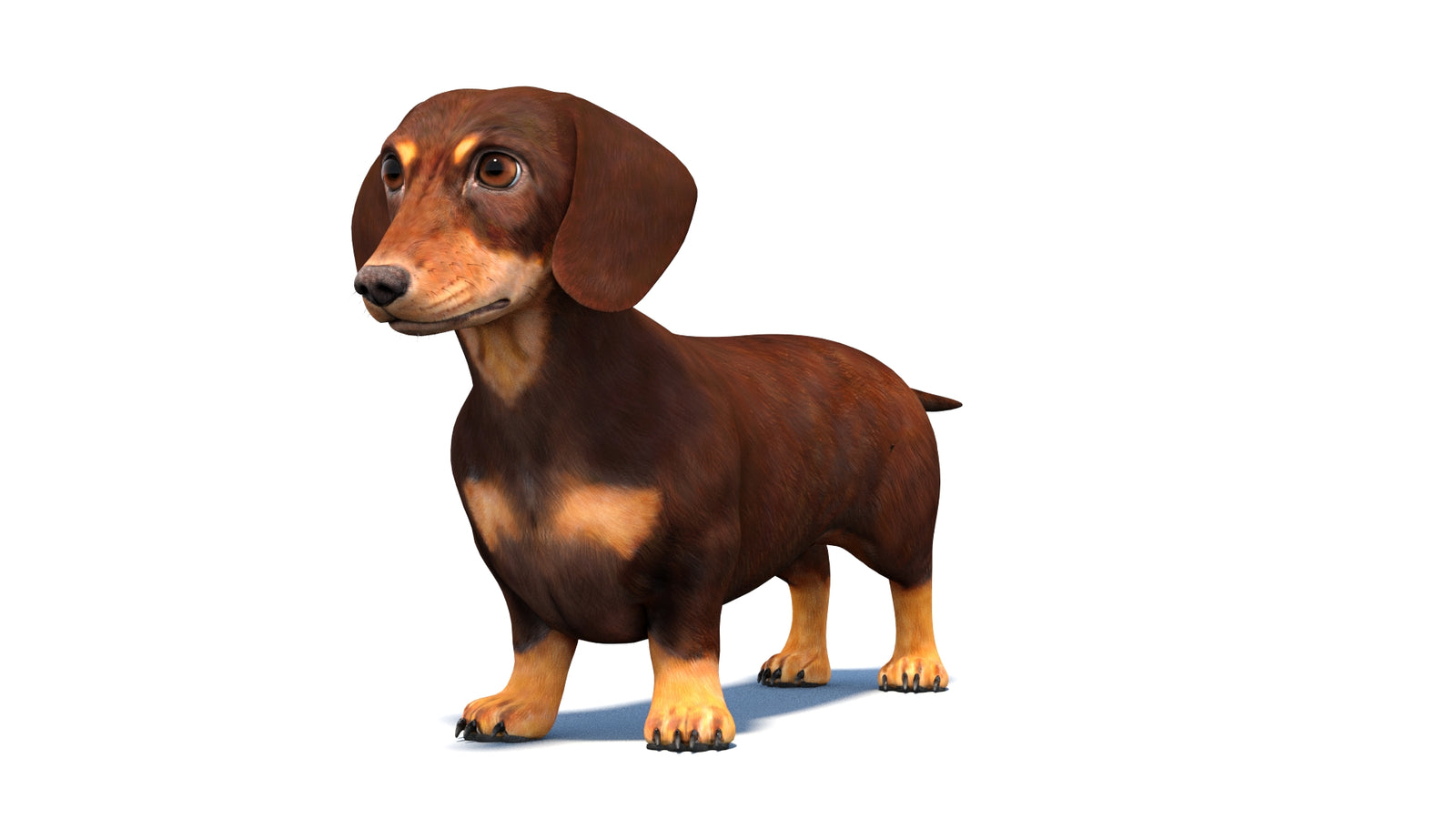 Rigged Dachshund Dog 3D Model 360° view 1 frame 31