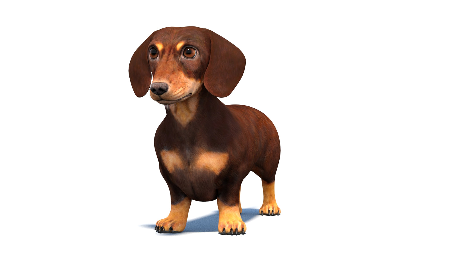 Rigged Dachshund Dog 3D Model 360° view 1 frame 32