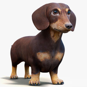 Dachshund Dog 3D Model for Download Thumbnail
