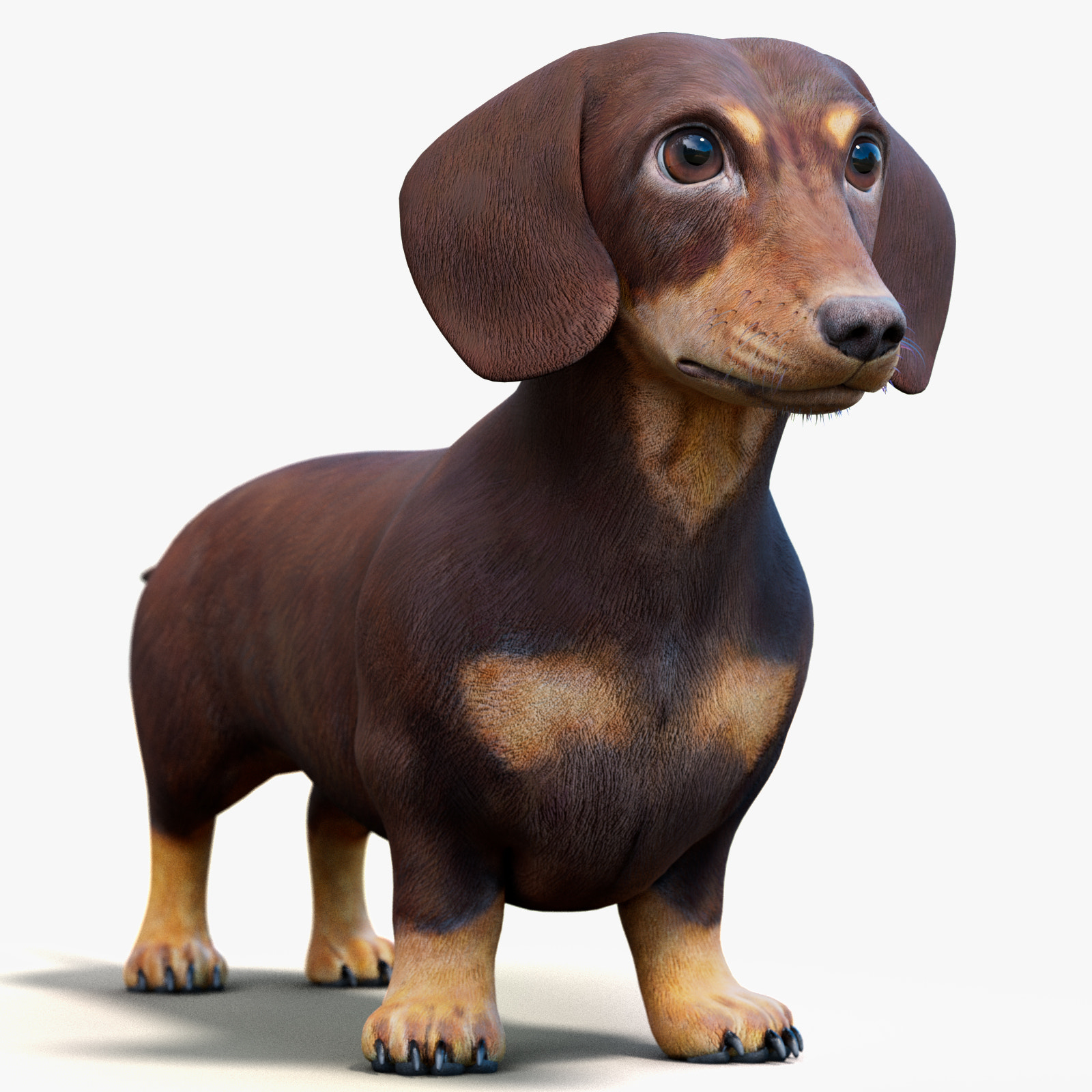 Dachshund Dog 3D Model for Download