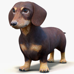 Dachshund 3D Model – Low Poly, Game-Ready Thumbnail