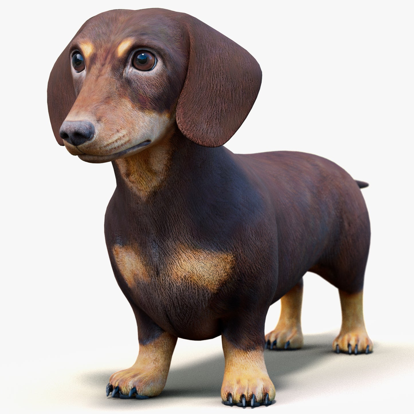 Dachshund 3D Model – Low Poly, Game-Ready