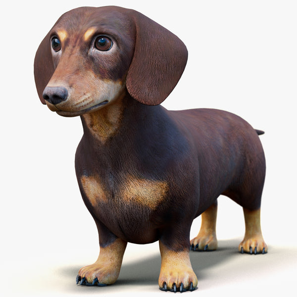 Dachshund 3D Model