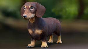 Dachshund 3D Model – Low Poly, Game-Ready