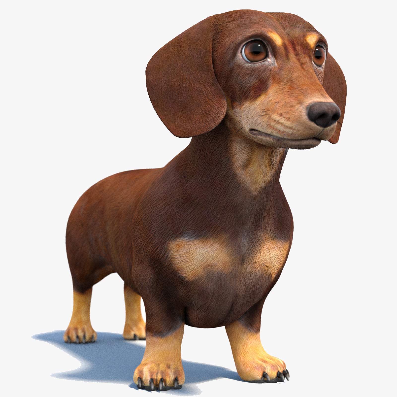 Dachshund Dog 3D Model