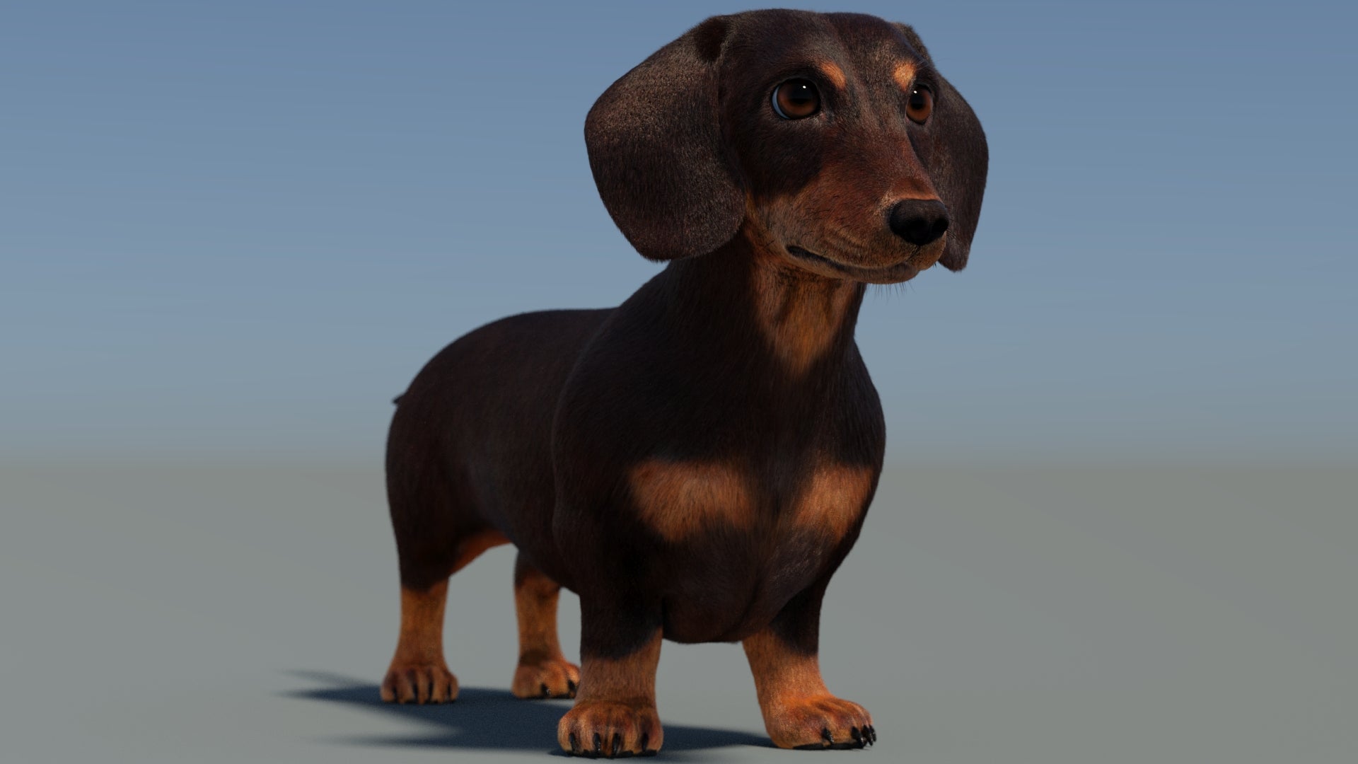 Dachshund Dog 3D Model with Fur