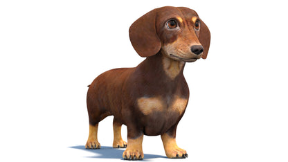 Dachshund Dog 3D Model