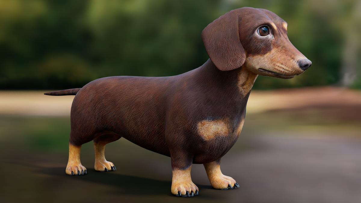 Dachshund 3D Model – Low Poly, Game-Ready