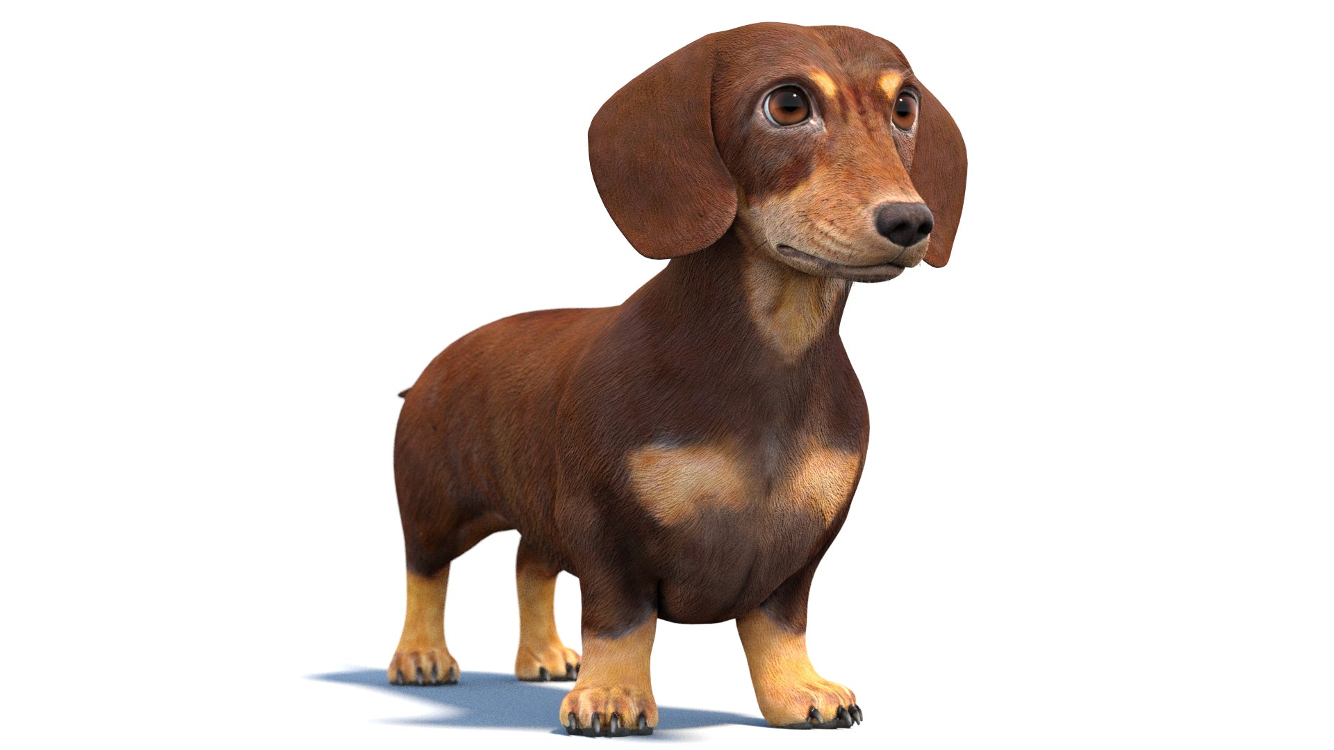Dachshund Dog 3D Model