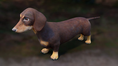 Realistic Dachshund Dog 3D Model for Download