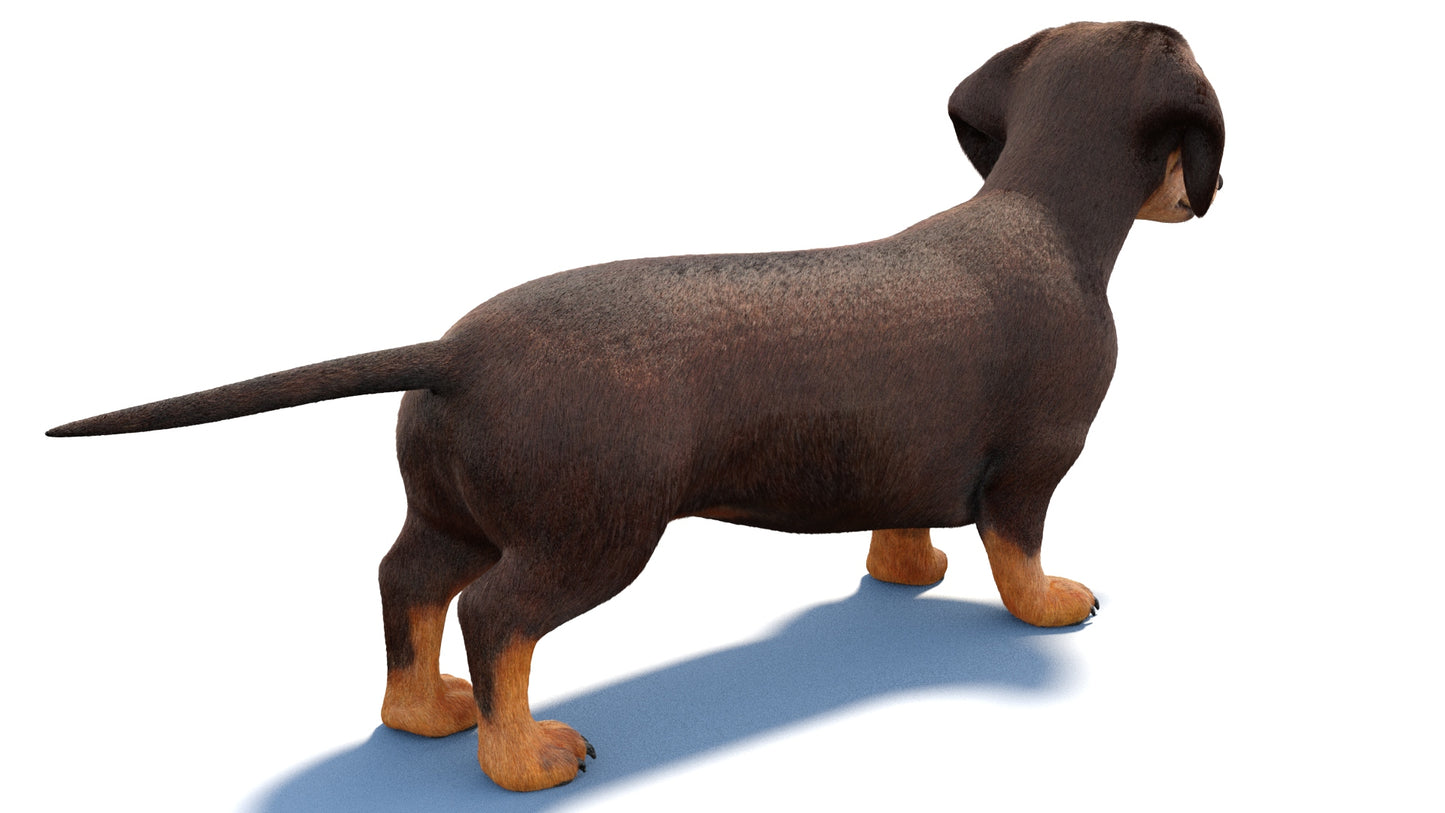 Dachshund Dog 3D Model Fur