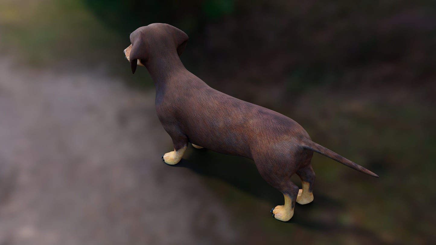 Realistic Dachshund Dog 3D Model for Download