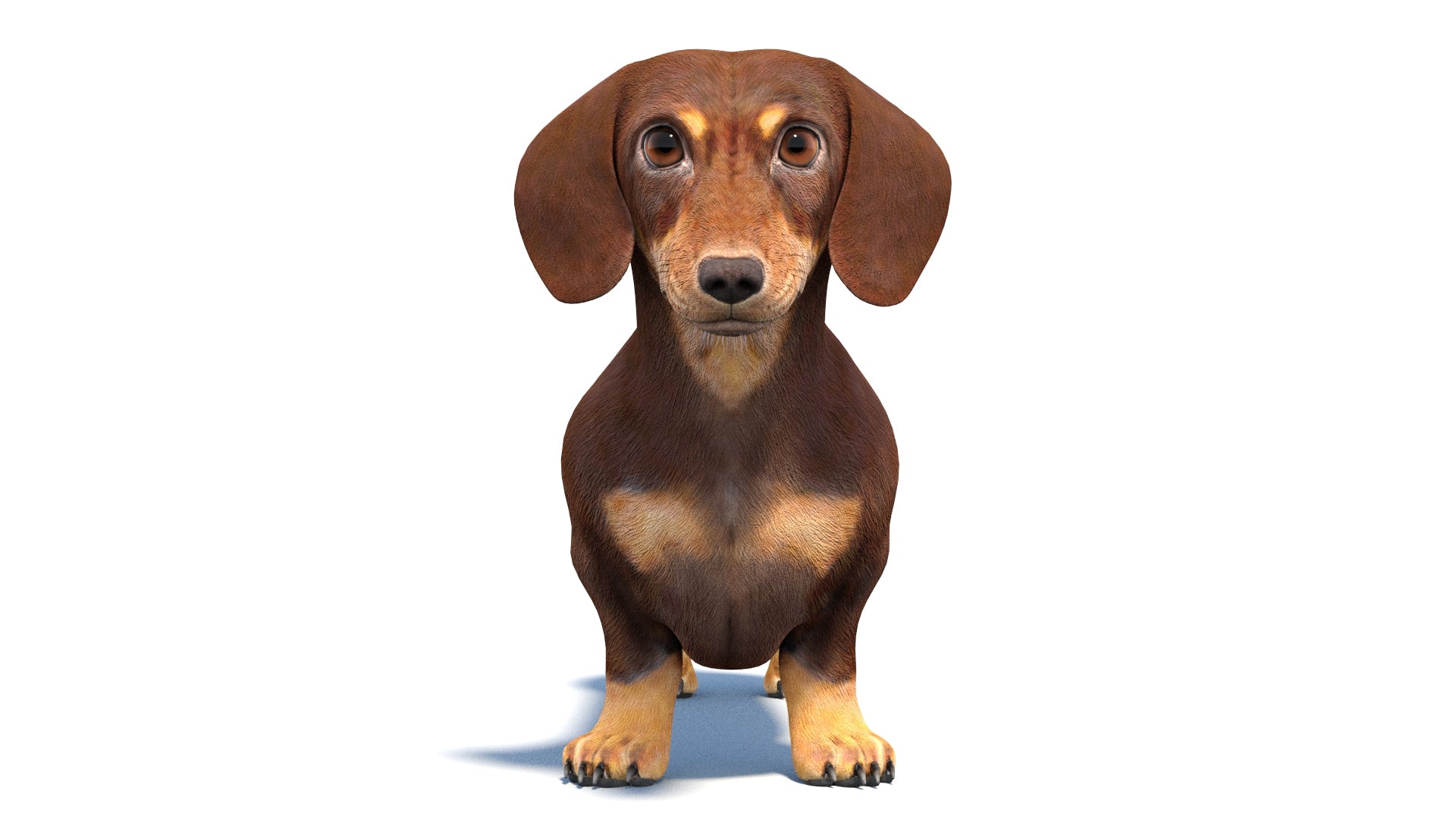 Dachshund Dog 3D Model