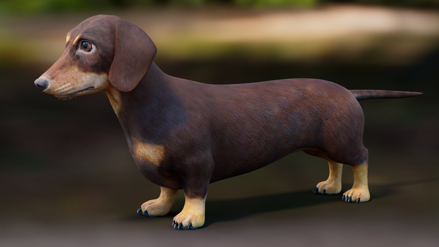 Realistic Dachshund Dog 3D Model for Download