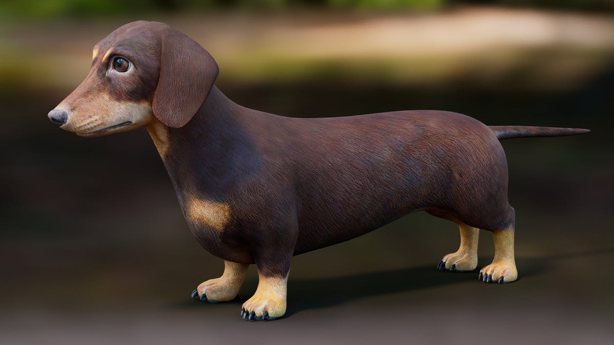 Dachshund 3D Model – Low Poly, Game-Ready