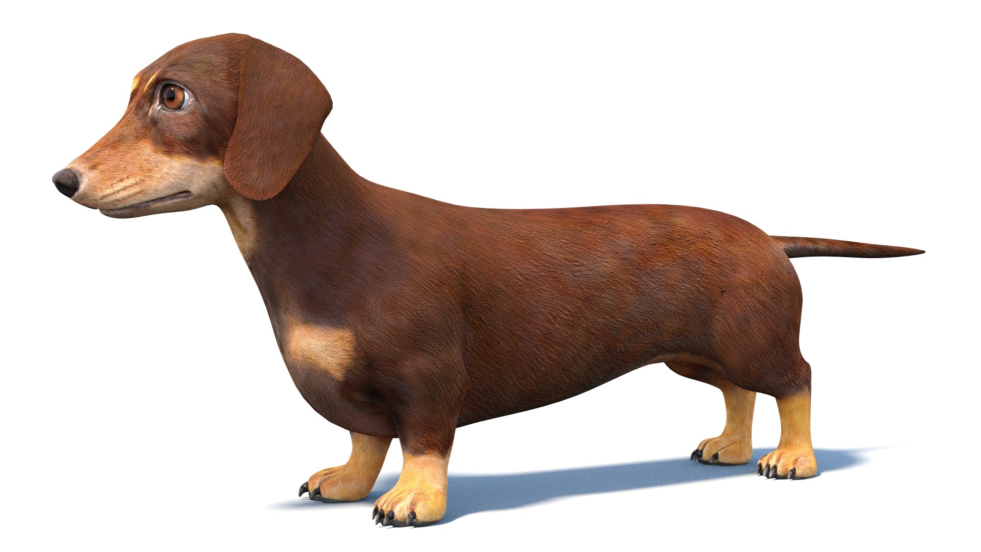 Dachshund Dog 3D Model