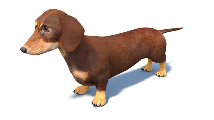 Dachshund Dog 3D Model