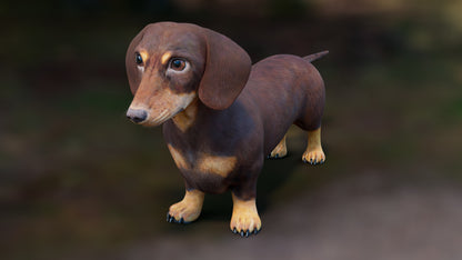Realistic Dachshund Dog 3D Model for Download