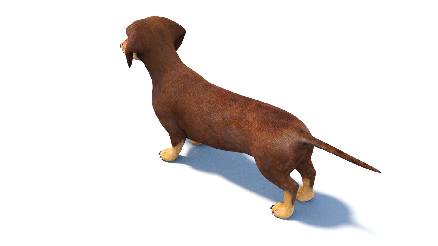 Dachshund Dog 3D Model
