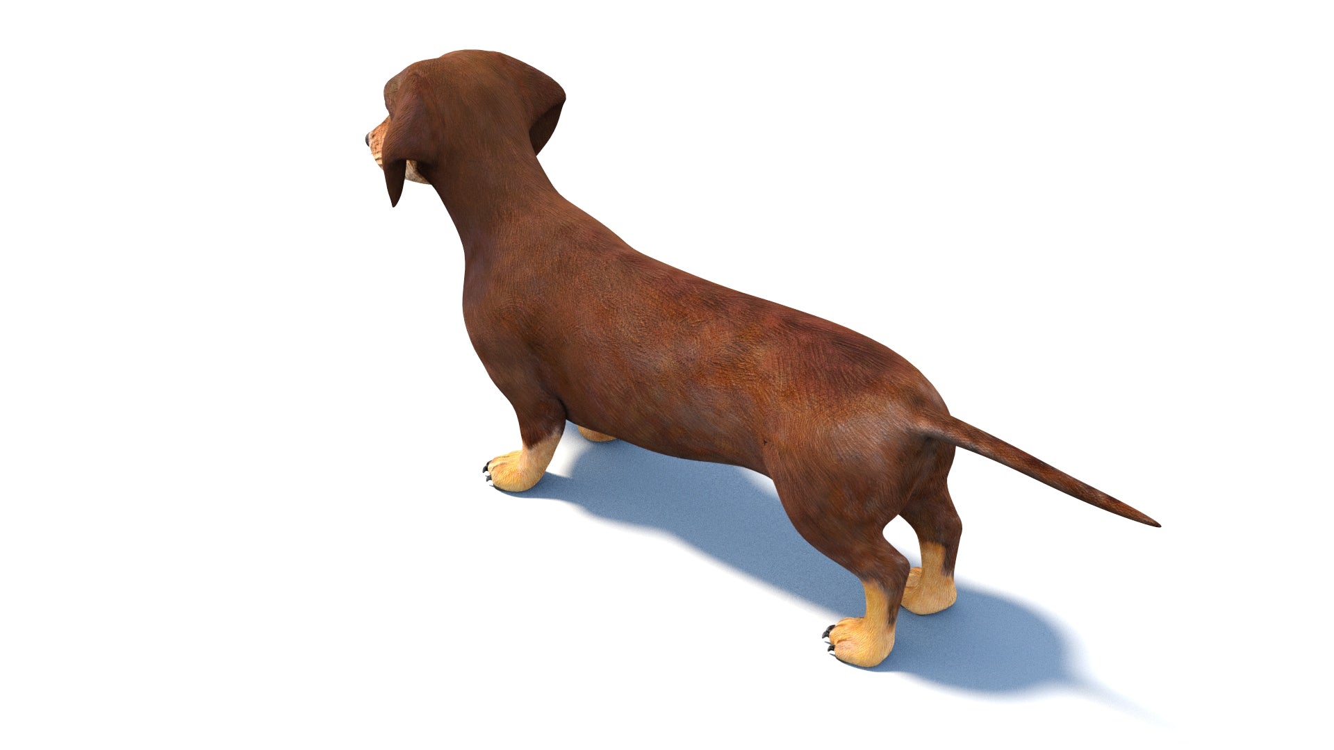 Dachshund Dog 3D Model