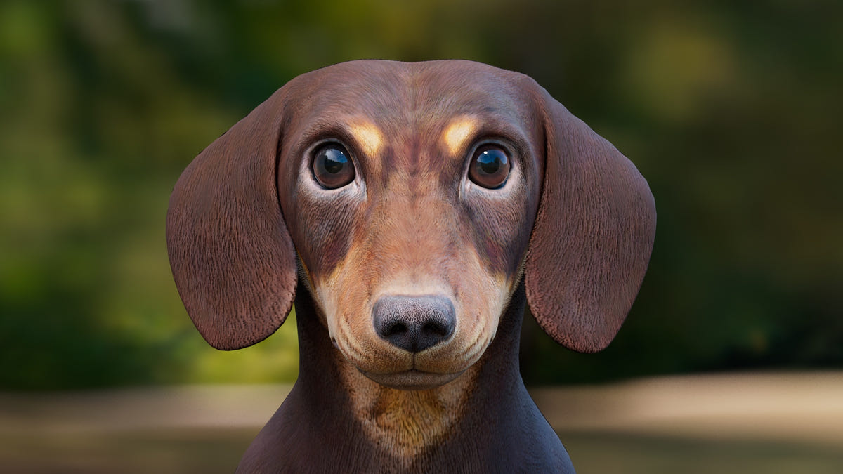 Dachshund 3D Model – Low Poly, Game-Ready
