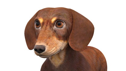 Dachshund Dog 3D Model