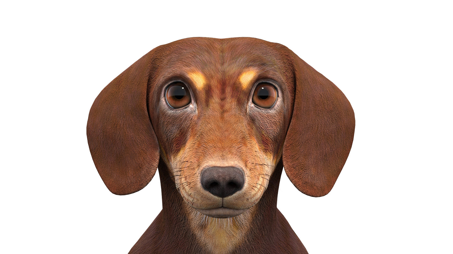 Dachshund Dog 3D Model