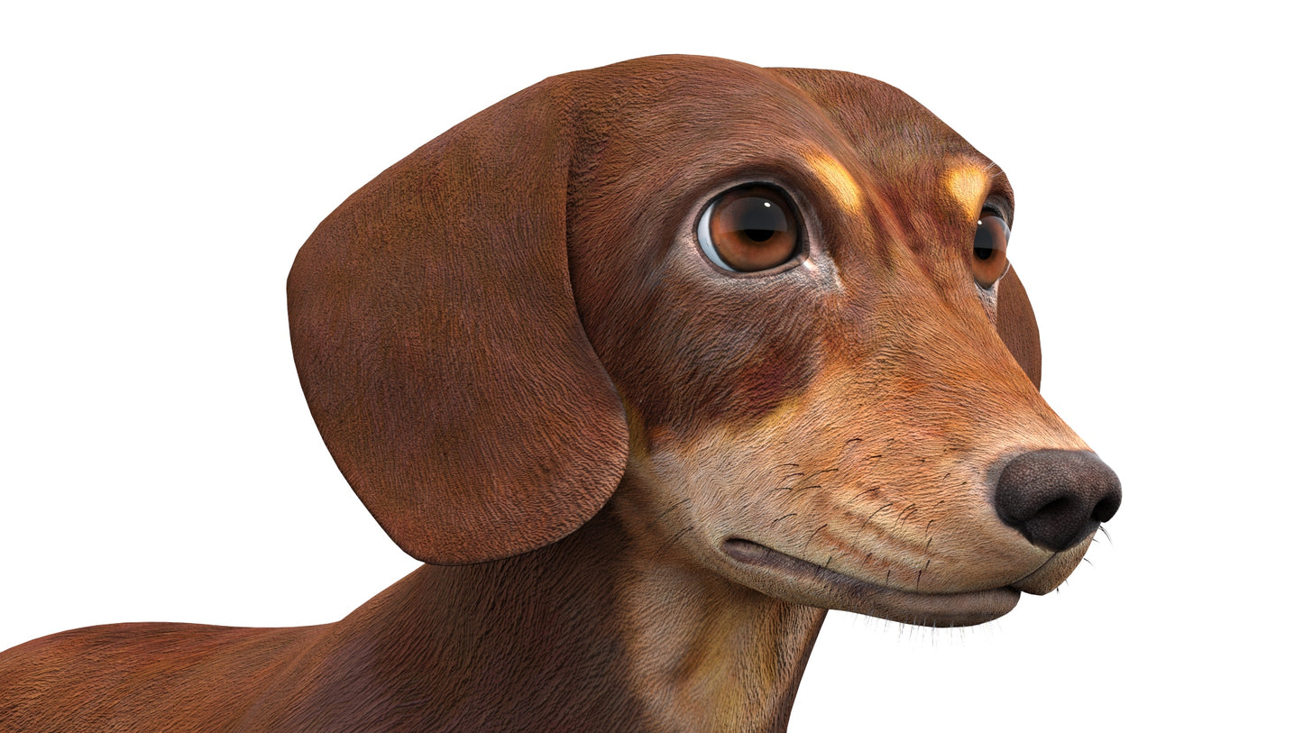 Dachshund Dog 3D Model