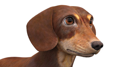 Dachshund Dog 3D Model