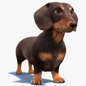Dachshund Dog 3D Model with Realistic Groomed Fur Thumbnail