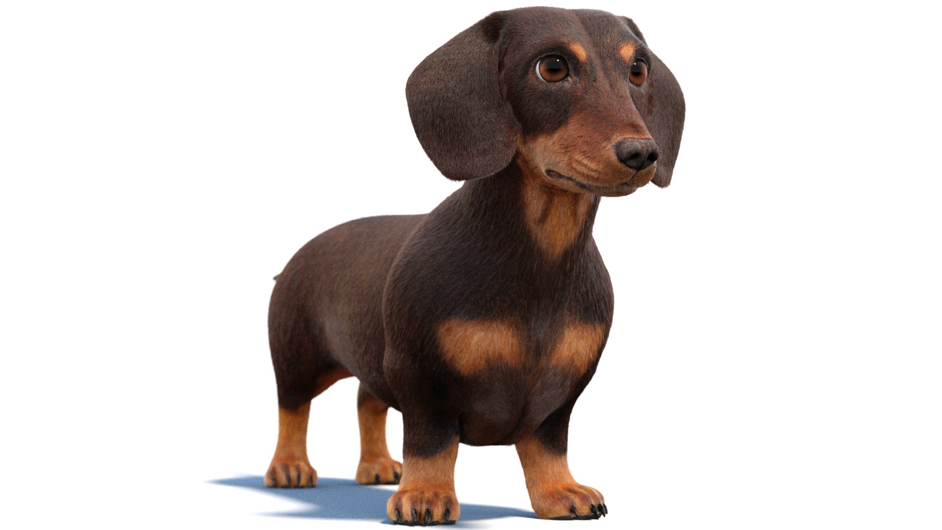 Dachshund Dog 3D Model with Fur