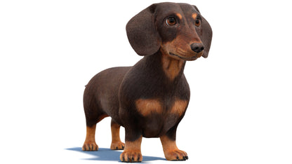 Dachshund Dog 3D Model with Fur