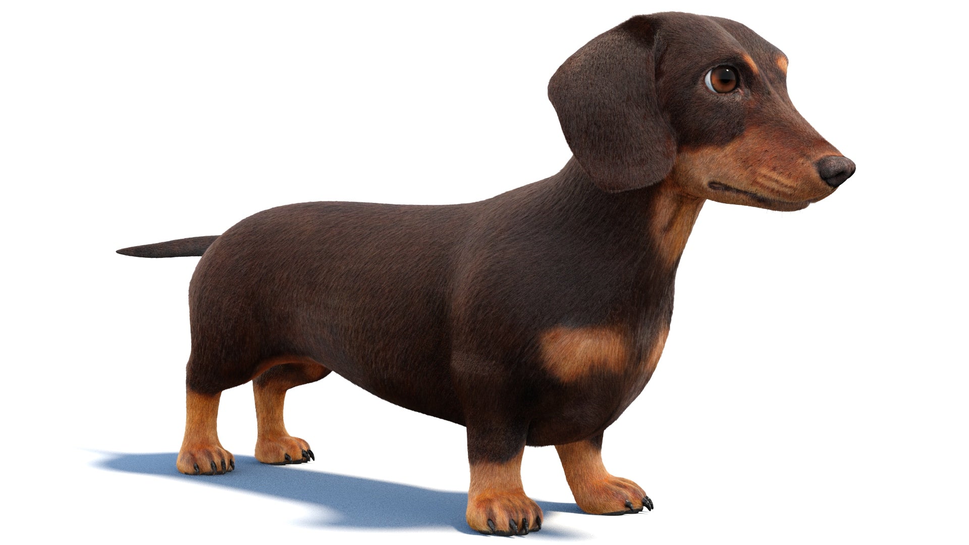 Dachshund Dog 3D Model with Realistic Groomed Fur
