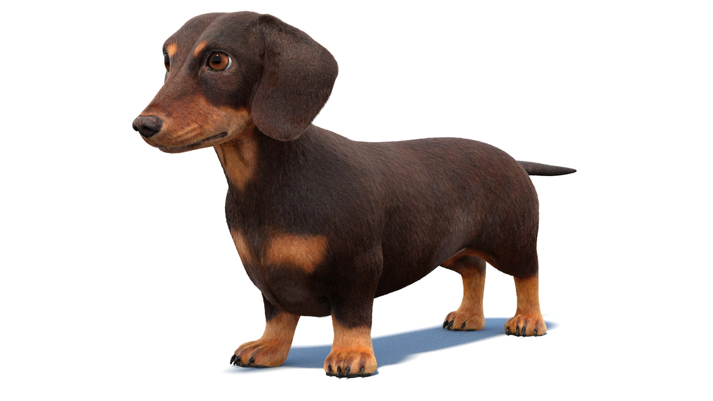 Dachshund Dog 3D Model with Realistic Groomed Fur