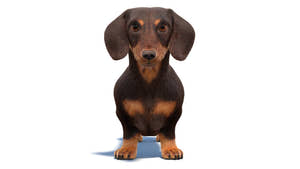 Dachshund Dog 3D Model with Realistic Groomed Fur Thumbnail