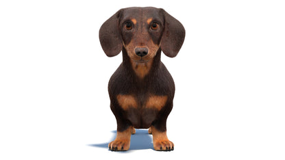 Dachshund Dog 3D Model with Realistic Groomed Fur